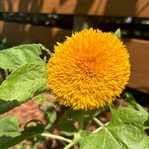 Meet your Posher, Shelly